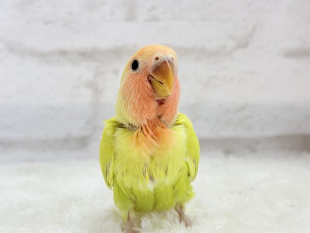 コザクラインコ（小桜インコ）