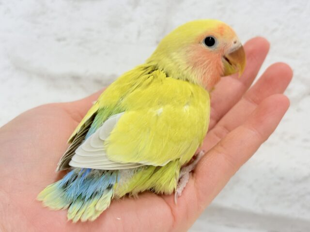 コザクラインコ（小桜インコ）