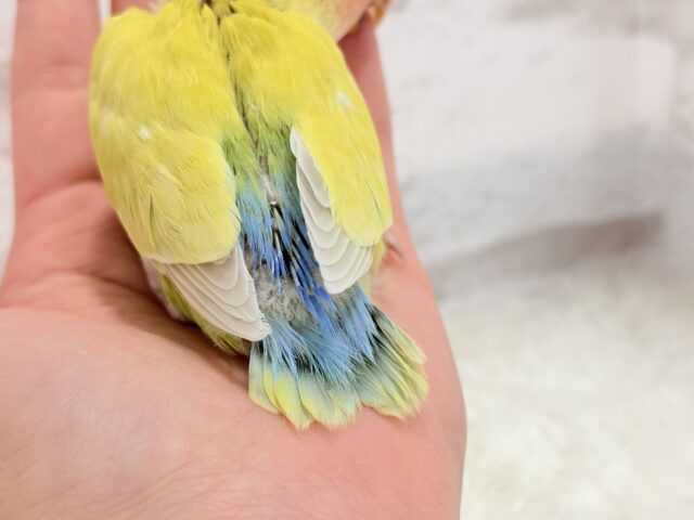 コザクラインコ（小桜インコ）