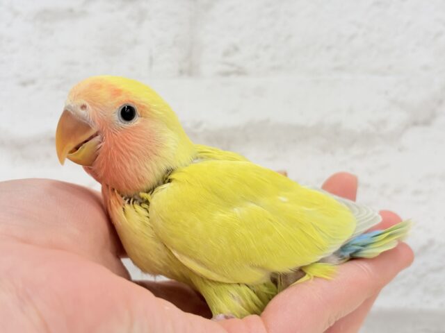 コザクラインコ（小桜インコ）