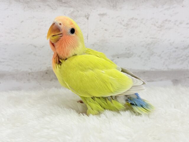コザクラインコ（小桜インコ）