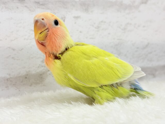 コザクラインコ（小桜インコ）