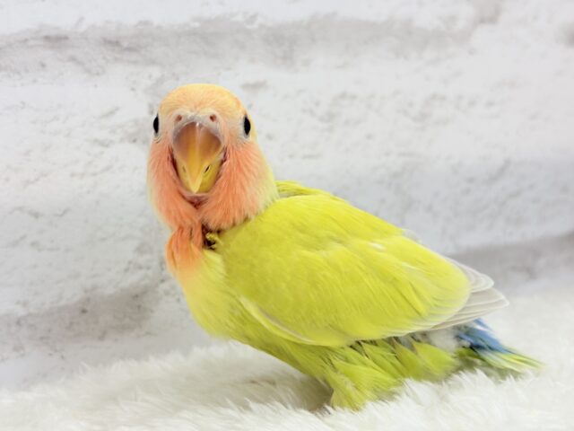 コザクラインコ（小桜インコ）