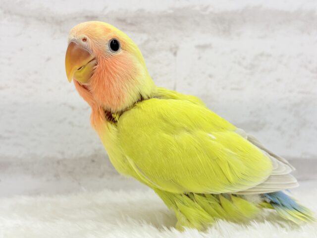 コザクラインコ（小桜インコ）