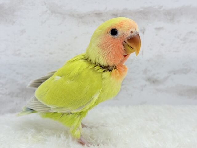 コザクラインコ（小桜インコ）