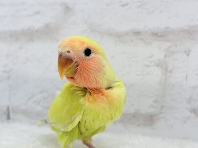 コザクラインコ（小桜インコ）