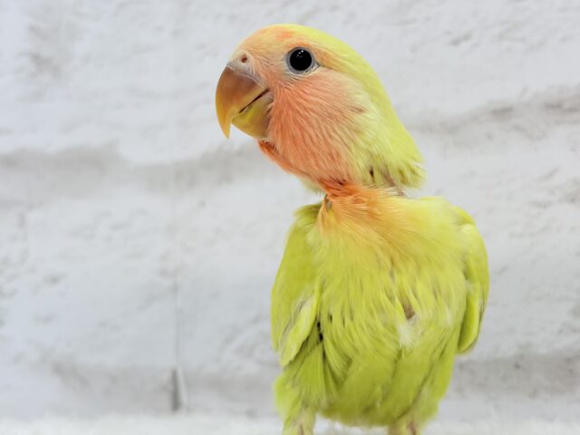 コザクラインコ（小桜インコ）