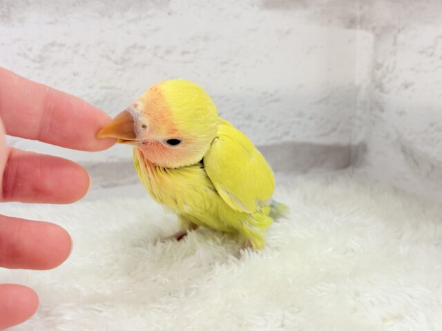 コザクラインコ（小桜インコ）