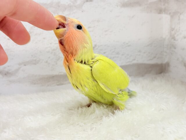 コザクラインコ（小桜インコ）