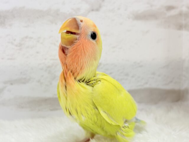 コザクラインコ（小桜インコ）