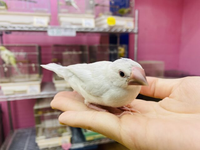 シルバー文鳥
