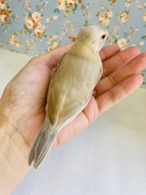 シナモン文鳥