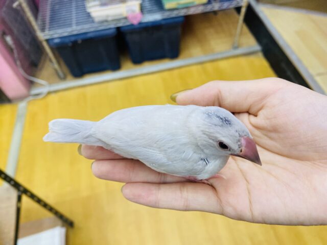 シルバー文鳥
