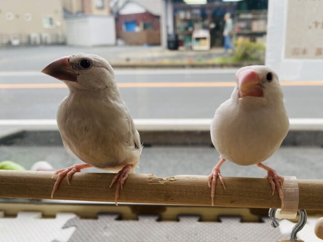 シルバー文鳥