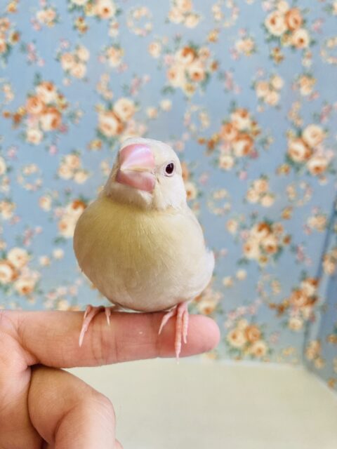 シナモン文鳥