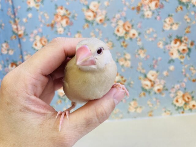 シナモン文鳥