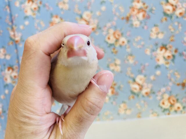 シナモン文鳥