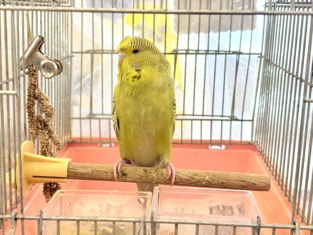 ジャンボセキセイインコ