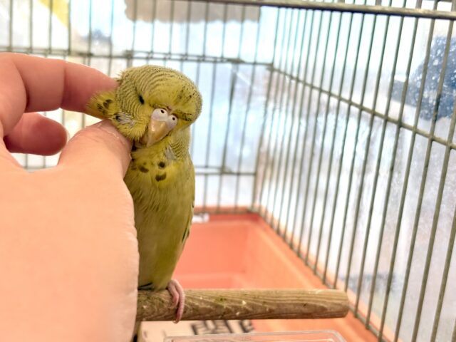 ジャンボセキセイインコ