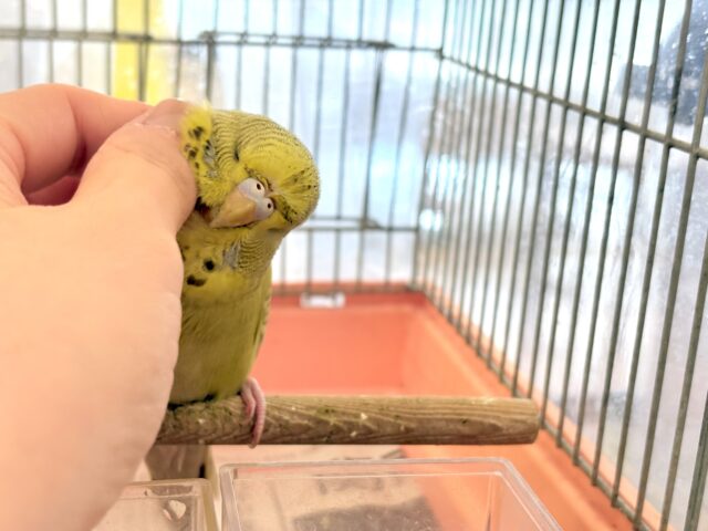 ジャンボセキセイインコ