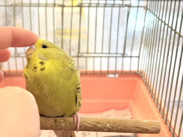 ジャンボセキセイインコ