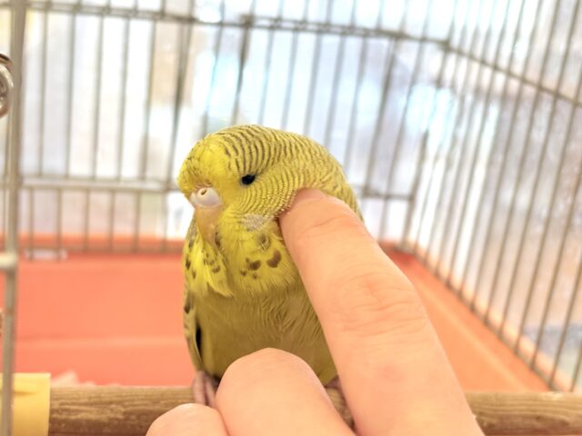 ジャンボセキセイインコ
