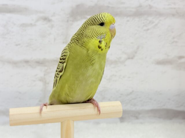 ジャンボセキセイインコ