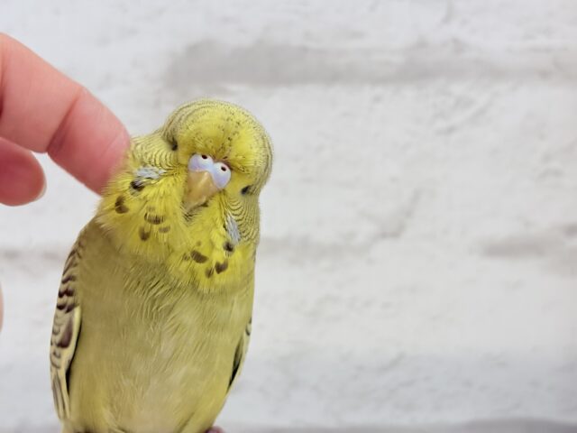 ジャンボセキセイインコ