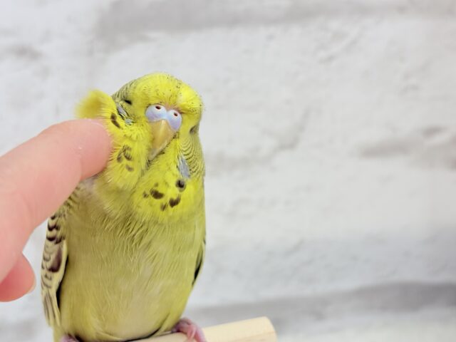 ジャンボセキセイインコ