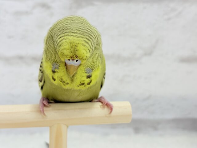 ジャンボセキセイインコ