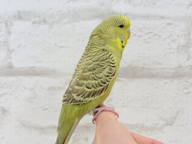 ジャンボセキセイインコ