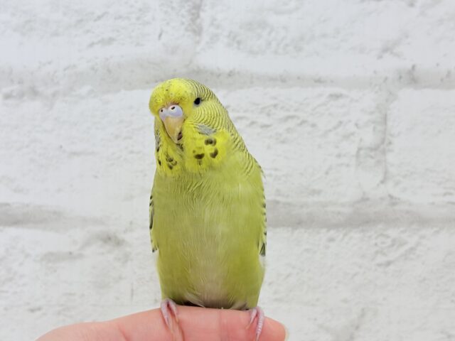 ジャンボセキセイインコ