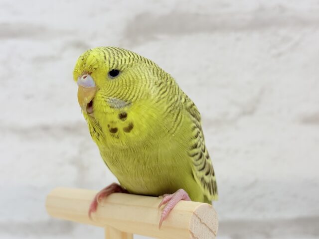 ジャンボセキセイインコ