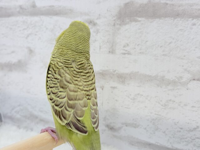 ジャンボセキセイインコ