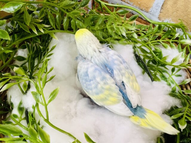 セキセイインコ