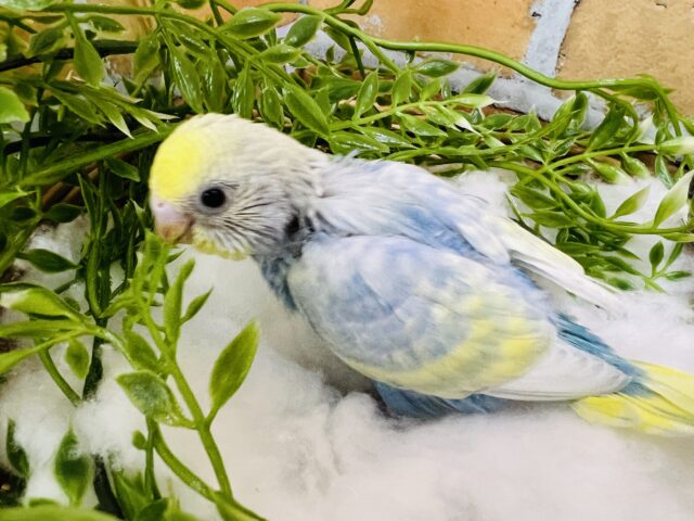 セキセイインコ