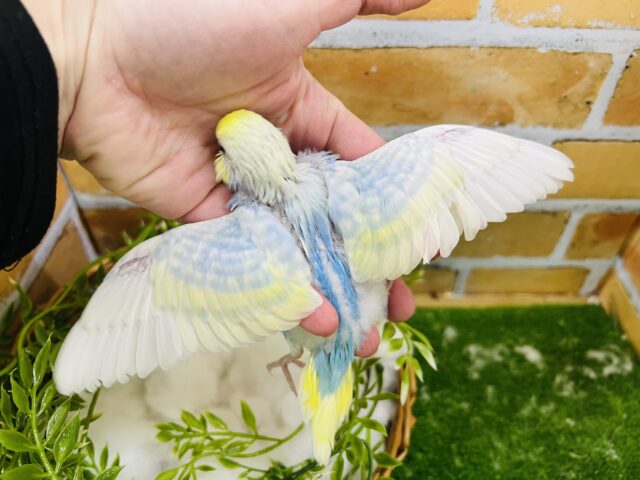 セキセイインコ