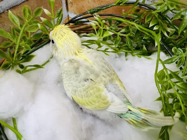 セキセイインコ