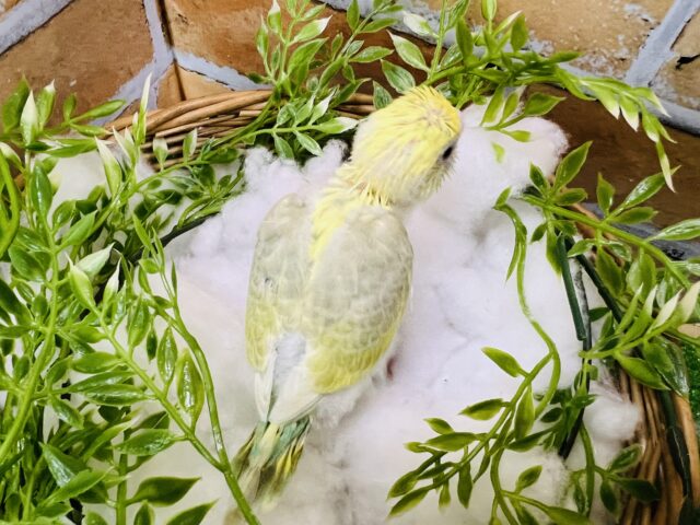 セキセイインコ