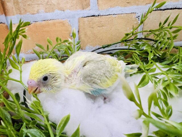 セキセイインコ