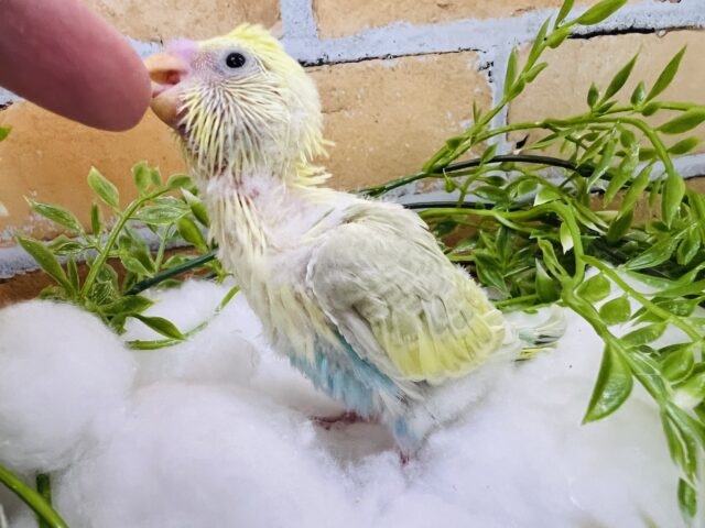 セキセイインコ