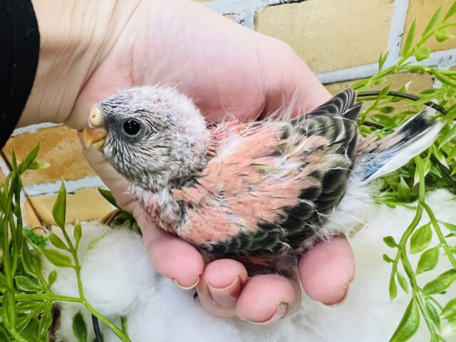 アキクサインコ（秋草インコ）