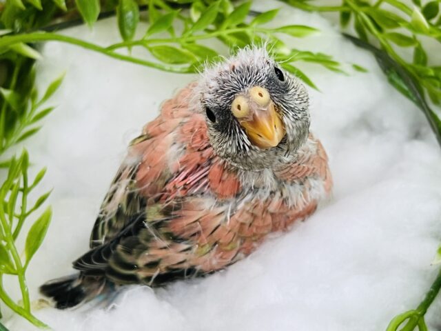 アキクサインコ（秋草インコ）