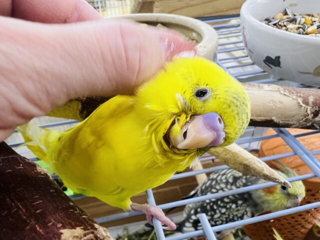 セキセイインコ