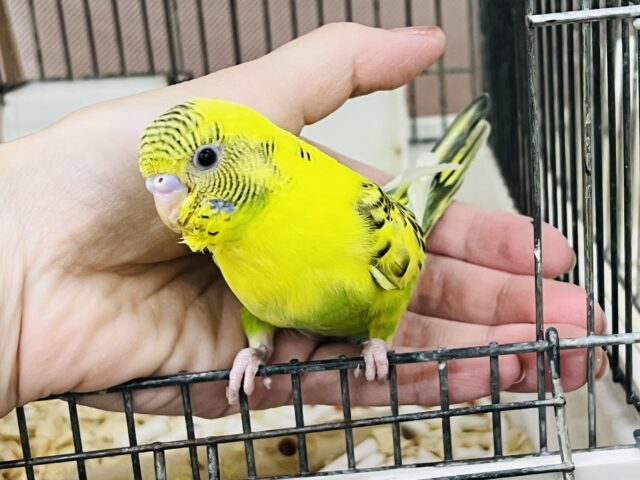 セキセイインコ