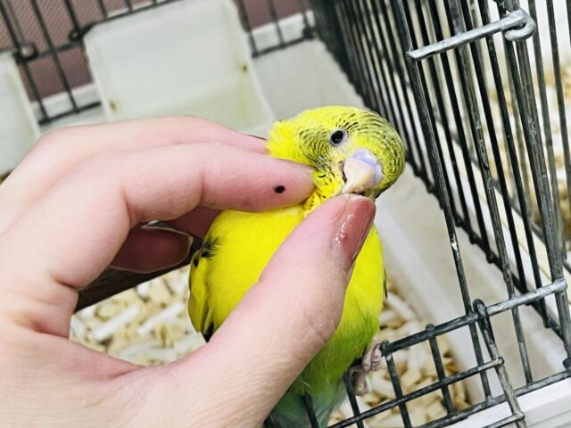 セキセイインコ