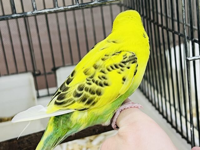 セキセイインコ