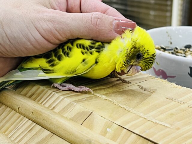 セキセイインコ