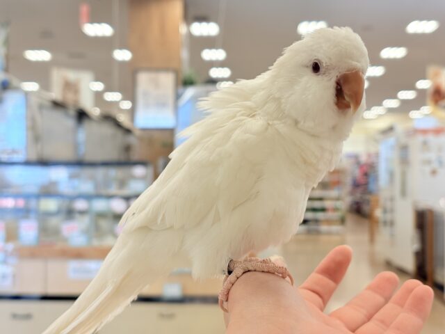 オキナインコ