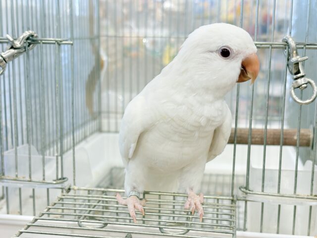 オキナインコ